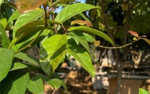 Cây xạ đen có tác dụng gì và những ai tuyệt đối không nên dùng?