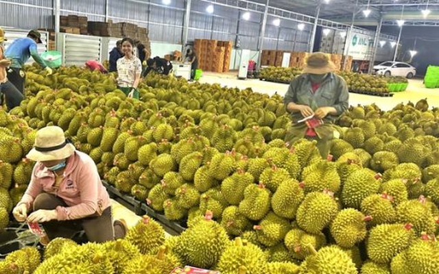 Một đối thủ sầu riêng của Việt Nam bất ngờ gặp khó: Giá giảm chỉ còn 1/3, lãnh đạo thừa nhận 'chúng tôi không ngờ lại ảnh hưởng mạnh đến vậy'