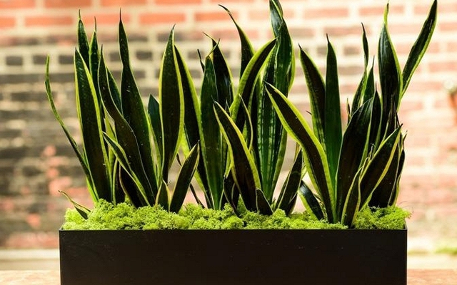 Lời khuyên chân thành đến những gia đình đang trồng cây lưỡi hổ