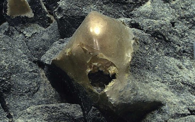 DNA “trứng vàng ngoài hành tinh” ở Thái Bình Dương hé lộ sự thật