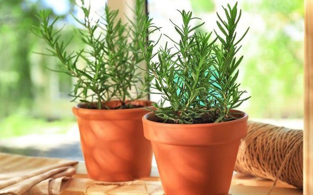 5 loại cây cảnh mà người trên 40 tuổi nên trồng để tăng cường sức khỏe, gia đình thêm thịnh vượng