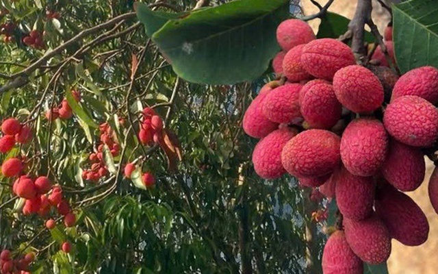 Thứ quả ‘chín đỏ rừng’ từng không ai hái: Nay bỗng thành đặc sản ‘nhà giàu’, giá 125.000 đồng/kg vẫn khó mua
