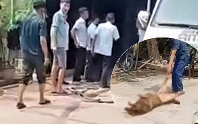 Chó béc giê 40kg sổng xích, hung hãn tấn công khiến chủ nhà tử vong