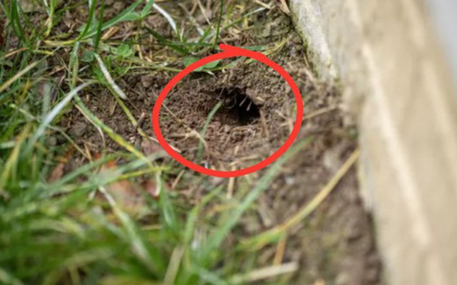 Cách nhận biết hang rắn trong sân nhà và những gì phải làm sau đó