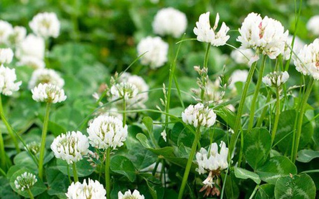 Loại cây "hút" vận may vào nhà: Là thảo dược quý, chứa cực nhiều protein