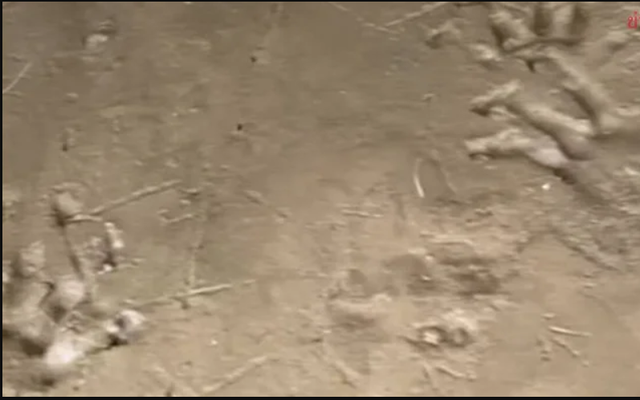 Bờ sông xuất hiện hàng loạt dấu chân lạ, chuyên gia vừa nhìn liền phác họa: "Quái thú" có thể dài 4 mét