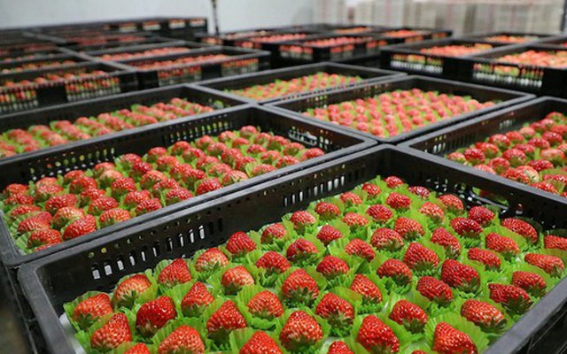 Rẻ hơn sầu riêng, một loại nông sản của Việt Nam bất ngờ xuất khẩu bùng nổ 2.000 lần ngay đầu năm