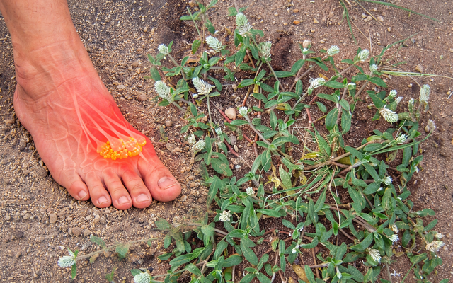 Nghiên cứu gây chú ý của Việt Nam: Một loài cây dại có thể ức chế enzyme gây bệnh gút