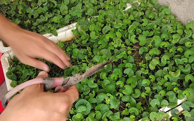 3 loại rau nên trồng trong vườn nhà, có 1 cây cũng tốt đủ đường