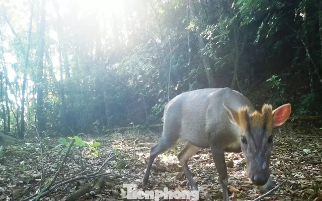 Bất ngờ từ bẫy ảnh trong khu vườn Di sản ASEAN tại miền Trung