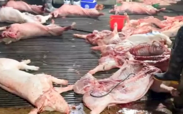 300 tấn lợn bệnh tiêu thụ tại 26 trường tiểu học ở Hà Nội và các tỉnh lân cận