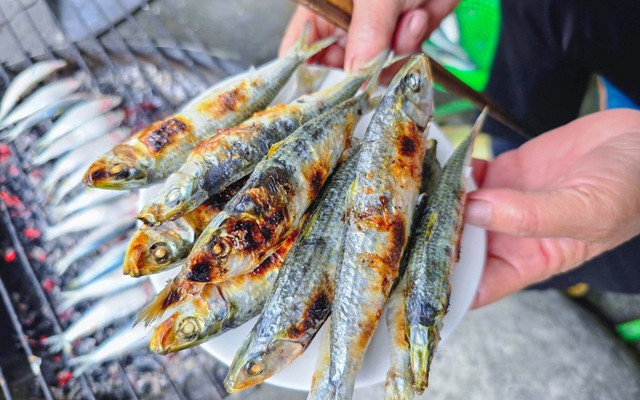 Loại cá nhiều omega-3 hơn cá hồi, được Mỹ đánh giá tốt bậc nhất thế giới: Ngư dân Việt coi là “lộc biển”