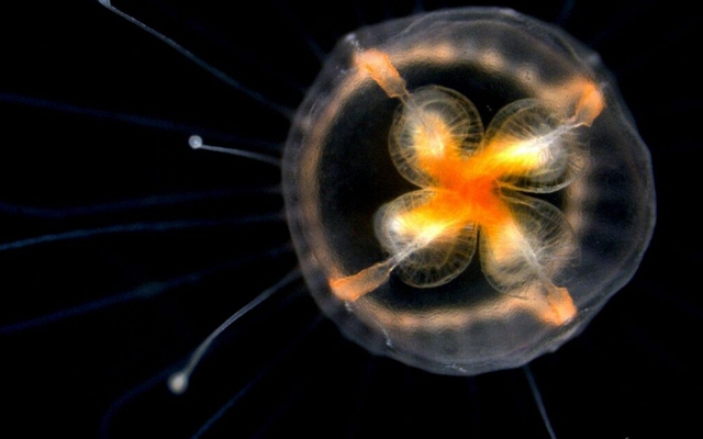 Loài vật duy nhất bất tử trên thế giới, có thể cải lão hoàn đồng, mãi không già đi