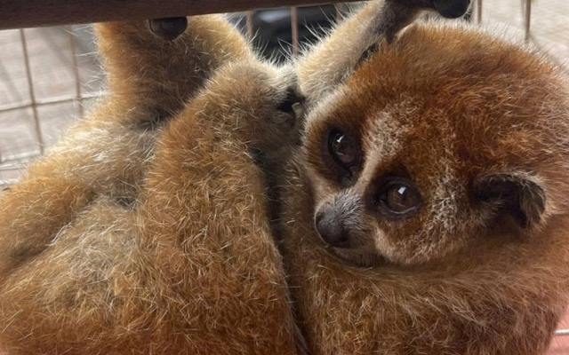 Nghe tiếng động lạ trong vườn, người dân phát hiện loài vật quý hiếm nặng 300g, thuộc sách đỏ Việt Nam