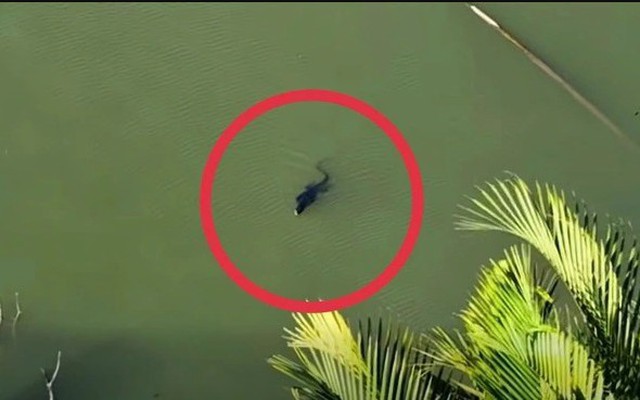 Người dân báo thấy sinh vật giống cá sấu giữa đầm lầy ở TP.HCM, chuyên gia nhìn kỹ liền nói: Đây là loài trong Sách đỏ