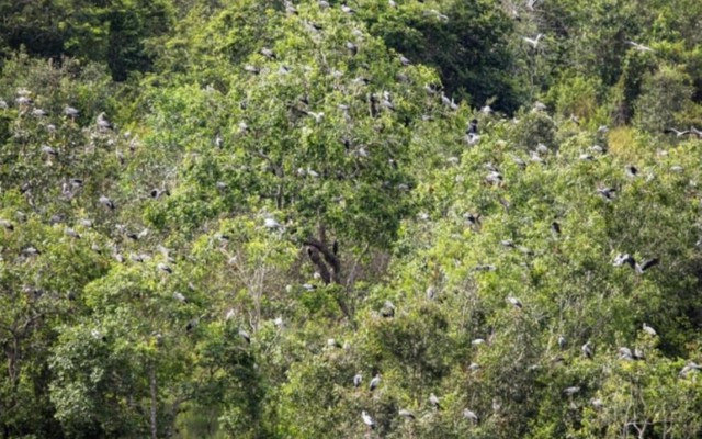 Phát hiện loài vật quý hiếm tưởng như sắp tuyệt chủng bỗng xuất hiện hàng trăm con: Nhiều người Việt vui mừng