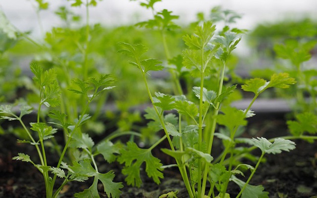 Loại rau giúp đào thải kim loại nặng tự nhiên, Việt Nam có rất nhiều