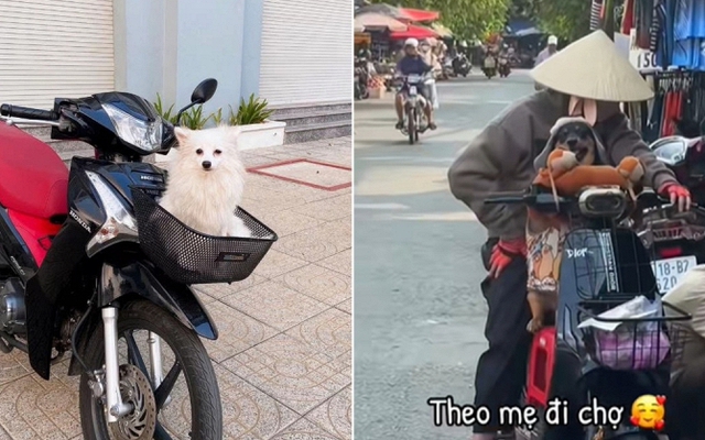 Ở Việt Nam có một con vật được gọi là “cục dzàng", người nước ngoài phải quay vlog vì "về nước kể sợ không ai tin"