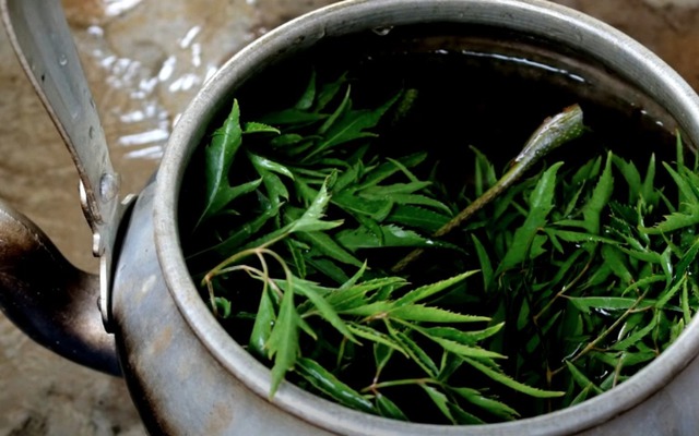 5 lưu ý khi uống lá đinh lăng