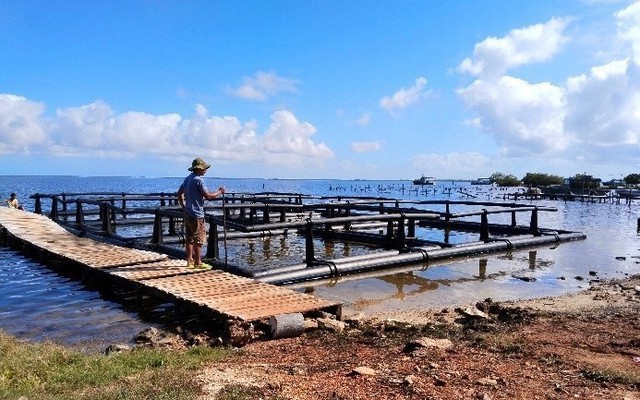 Cuba lao đao vì tôm hùm "biến mất", Việt Nam chung tay cứu ngành xuất khẩu tỷ đô
