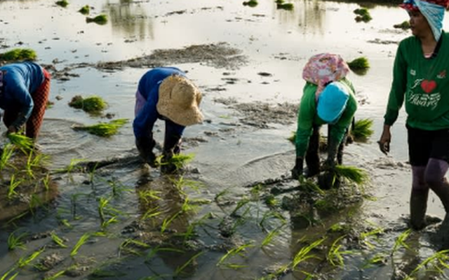 Buồn của quốc gia nhập khẩu gạo lớn nhất thế giới: Sản lượng nội địa sắp giảm mạnh gần 1 nửa, nông dân chịu cú sốc kép