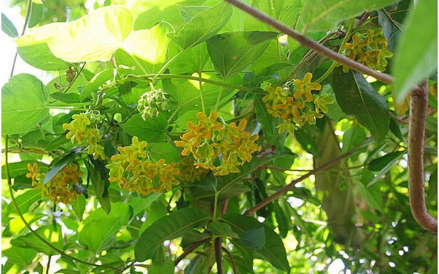 Lời khuyên dành cho những gia đình đang trồng cây thiên lý