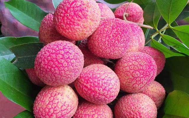 Loại vải to như quả trứng gà, giá 400.000 đồng/kg vẫn không có hàng để ăn tại Thanh Hà