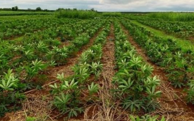 Mỏ 'vàng trắng dưới lòng đất' của Việt Nam vừa đón tin cực vui từ Hàn Quốc