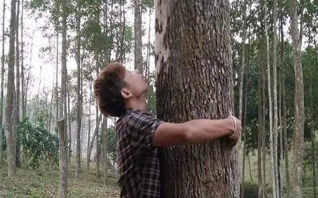 Loại gỗ được ví 'đắt hơn vàng', thế giới ráo riết cứu: Việt Nam từng ghi nhận chỉ 8 cây ngoài tự nhiên