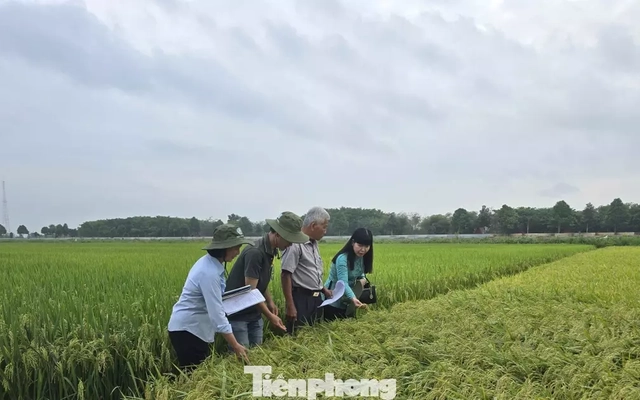 Gạo phát thải thấp: Tuyệt đối tránh 'con sâu làm rầu nồi canh'