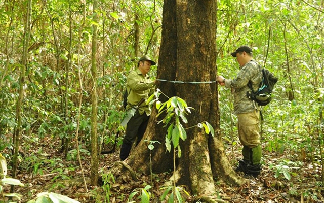 Loại gỗ quý tăng giá theo đường kính thân: Hiện vật 5.000 năm tuổi từng được định giá 10 tỷ đồng ở Hà Nội