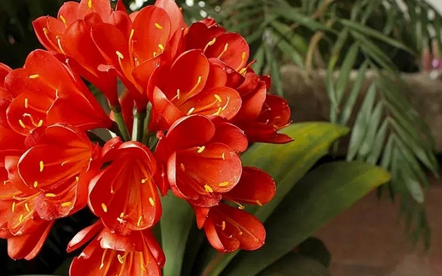 8 lời khuyên dành cho những gia đình đang trồng lan quân tử