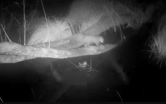 Loài vật cực hiếm tưởng tuyệt chủng bất ngờ "sống lại" sau 100 năm: Camera giấu kín ghi lại cảnh đặc biệt