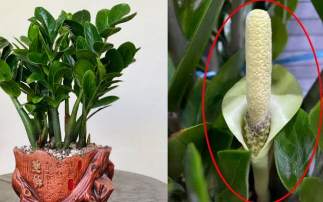 Hiện tượng kim tiền nở hoa