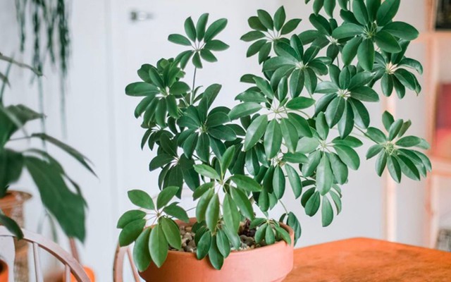 5 loại lá cây cảnh phổ biến có tác dụng kỳ diệu cho sức khỏe
