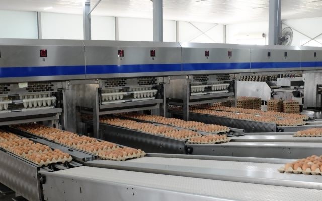 “Cỗ máy” sản xuất 1 triệu quả trứng/ngày của tỷ phú Trần Đình Long: Nuôi 1,2 triệu con gà, vận hành bằng robot châu Âu