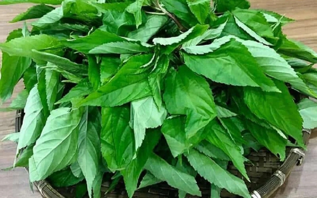 Loại rau bị nhiều người Việt chê, ở Nhật Bản được coi là “nhân sâm xanh”: Mùa hè này nhớ ăn thường xuyên