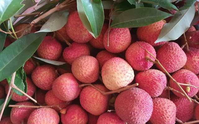 Vải trứng Hưng Yên, mận hậu Sơn La được mang bán trên trời