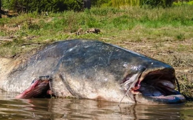 'Thủy quái nước ngọt' dài 2,5m, nặng 110kg bất ngờ mắc câu: 3 người vật lộn suốt 2 giờ mới kéo được lên bờ