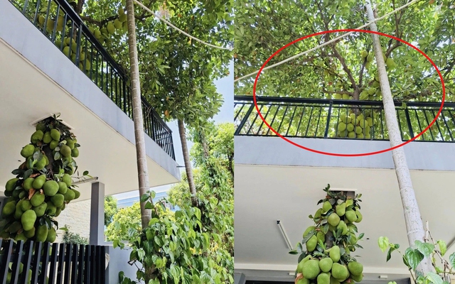 Cây mít trăm quả, mọc chi chít xuyên 2 tầng nhà ở Đà Nẵng, chủ nhà không bán mà để làm 1 việc