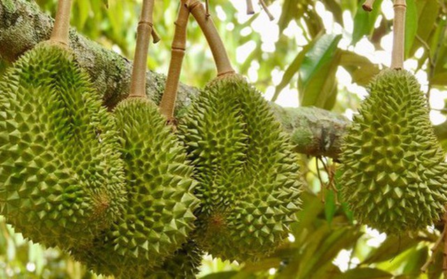 Tránh Việt Nam và Thái Lan, một đối thủ sầu riêng chọn lối đi riêng: Không chạy theo sản lượng, tập trung bán phân khúc cao cấp tại Trung Quốc