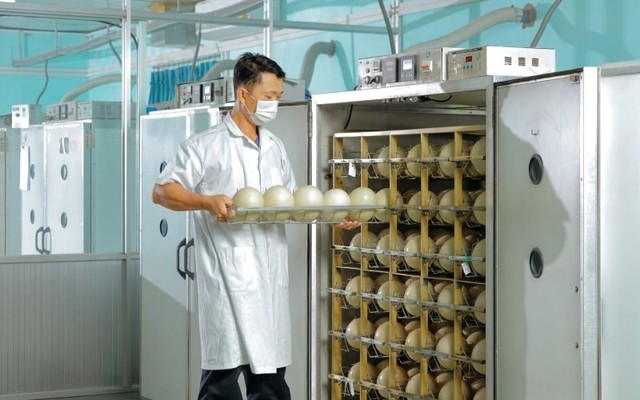 Trung tâm làm ra quả trứng nặng 1,5kg giá nửa triệu của một đại gia Việt: Chi phối 60% thị phần, công nhân phải canh hứng từng quả trứng