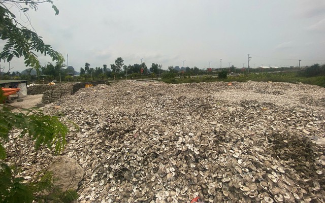 Ra quyết định khởi tố chủ cơ sở chế biến hàu Phạm Thị Thắm SN 1978