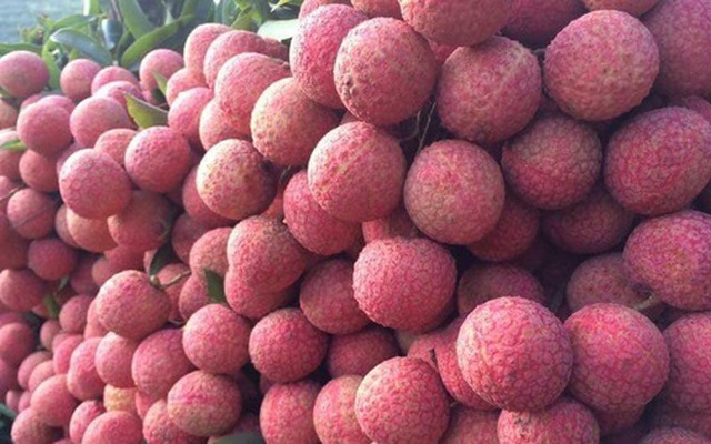 Gần 5.000 tấn vải thiều Việt chuẩn bị xuất khẩu sang Trung Quốc: Doanh nghiệp láng giềng tăng tốc gom hàng