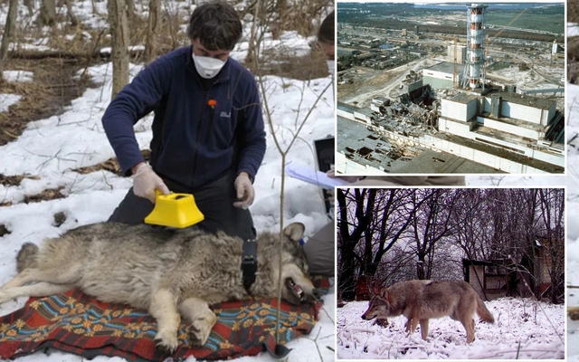 Bầy sói sống giữa vùng đất chết Chernobyl đang tiến hóa kỳ lạ, các nhà khoa học phát hiện điều đáng kinh ngạc