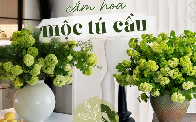 Loài hoa được vua Càn Long ví như "ngọc bàn đọng tuyết" đang trở thành xu hướng cắm hoa hot nhất mùa này: Khó chăm nhưng đáng từng đồng