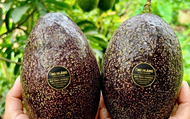 Bơ 160.000 đồng/kg vẫn ‘cháy hàng’, khách muốn mua phải đặt trước cả tháng