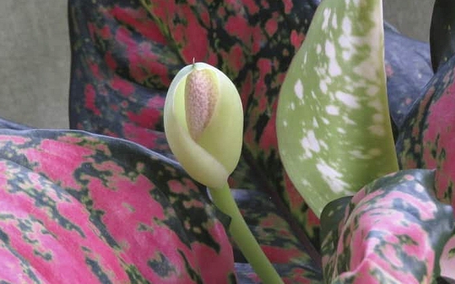 Hiện tượng cây phú quý nở hoa