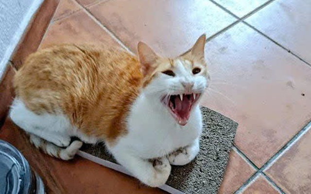 Cháu bé 5 tuổi tử vong nghi do mắc bệnh dại