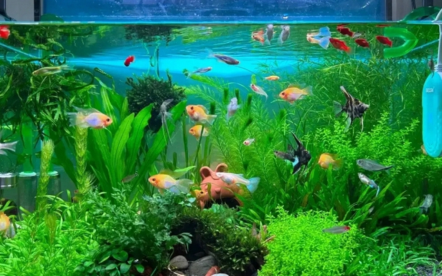 Lời khuyên đến những gia đình đang nuôi cá cảnh